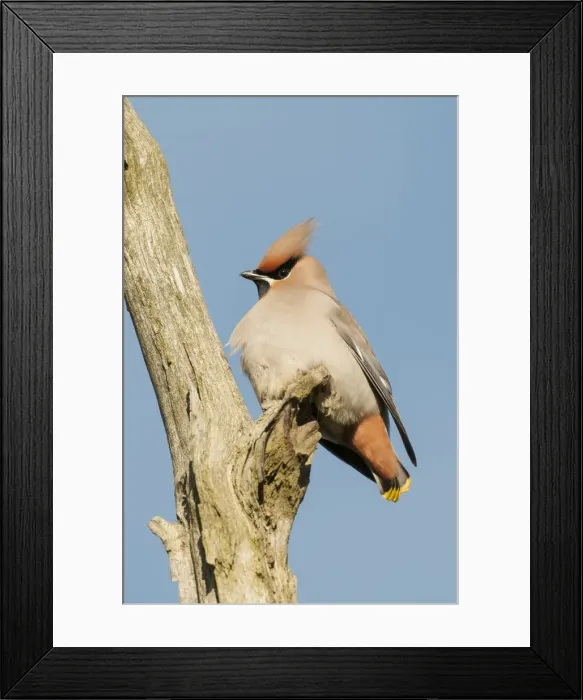 Framed Print : Picture No. 10921807 Framed Print : Picture No. 10921807
