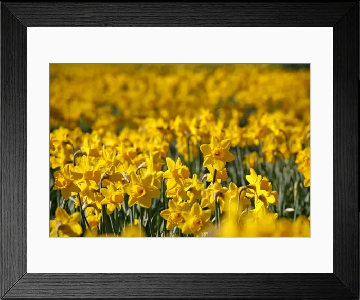 Framed Print : Picture No. 10921803 Framed Print : Picture No. 10921803