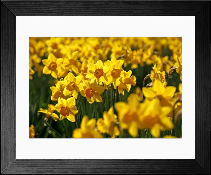 Framed Print : Picture No. 10921804