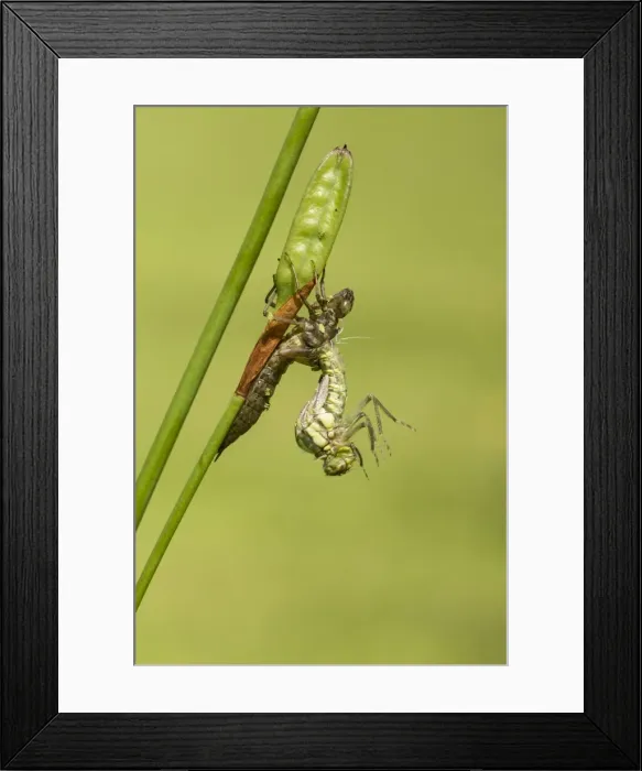 Framed Print : Picture No. 10921815 Framed Print : Picture No. 10921815