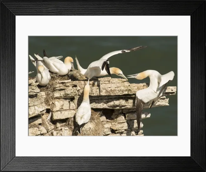 Framed Print : Picture No. 10921805