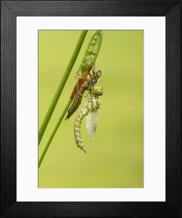 Framed Print : Picture No. 10921816 Framed Print : Picture No. 10921816