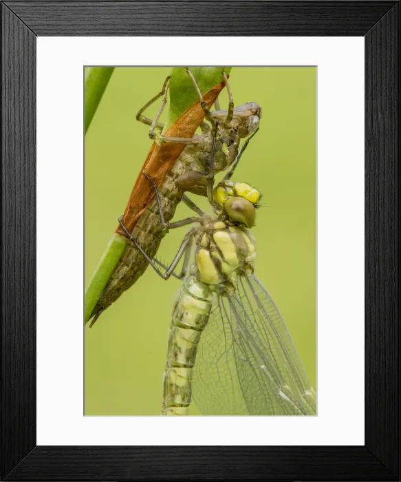 Framed Print : Picture No. 10921817 Framed Print : Picture No. 10921817
