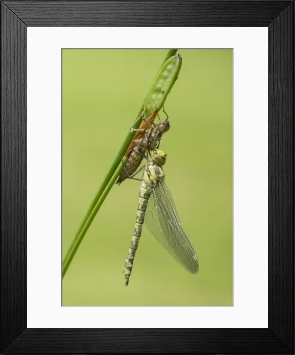 Framed Print : Picture No. 10921818 Framed Print : Picture No. 10921818