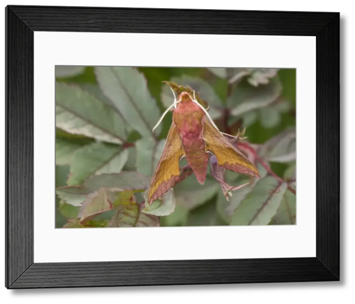 Framed Print : Picture No. 10921825 Framed Print : Picture No. 10921825