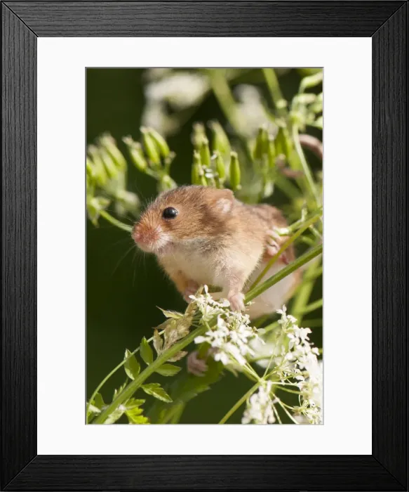 Framed Print : Picture No. 10921826 Framed Print : Picture No. 10921826