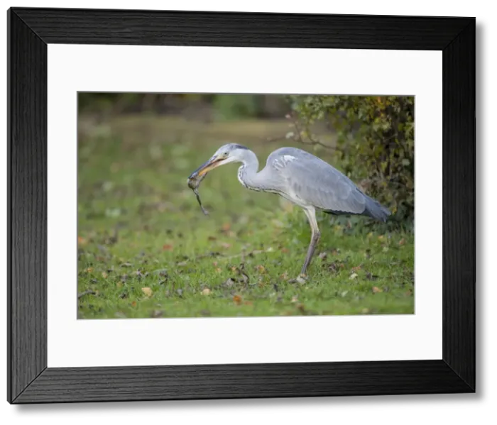 Framed Print : Picture No. 10921828 Framed Print : Picture No. 10921828