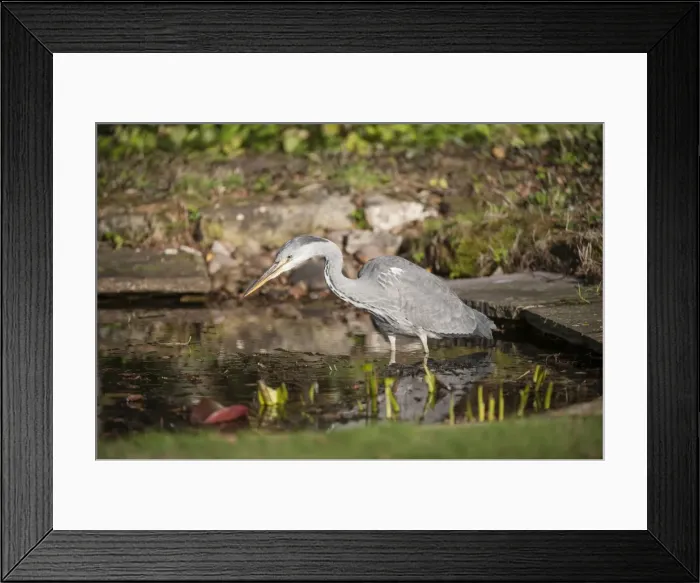 Framed Print : Picture No. 10921829 Framed Print : Picture No. 10921829
