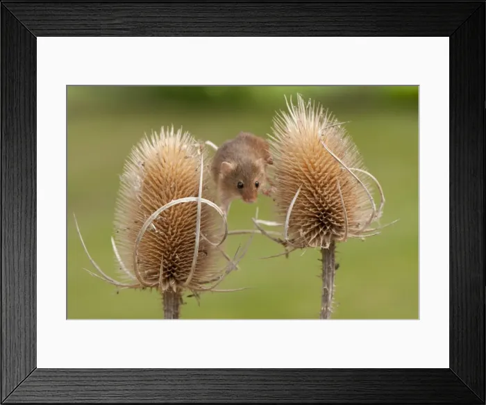 Framed Print : Picture No. 10921824 Framed Print : Picture No. 10921824