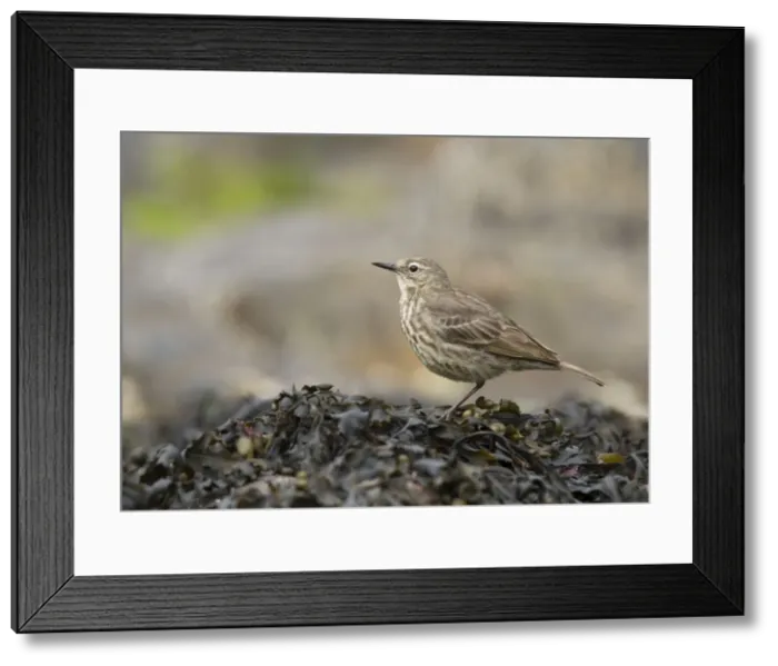 Framed Print : Picture No. 10921833 Framed Print : Picture No. 10921833