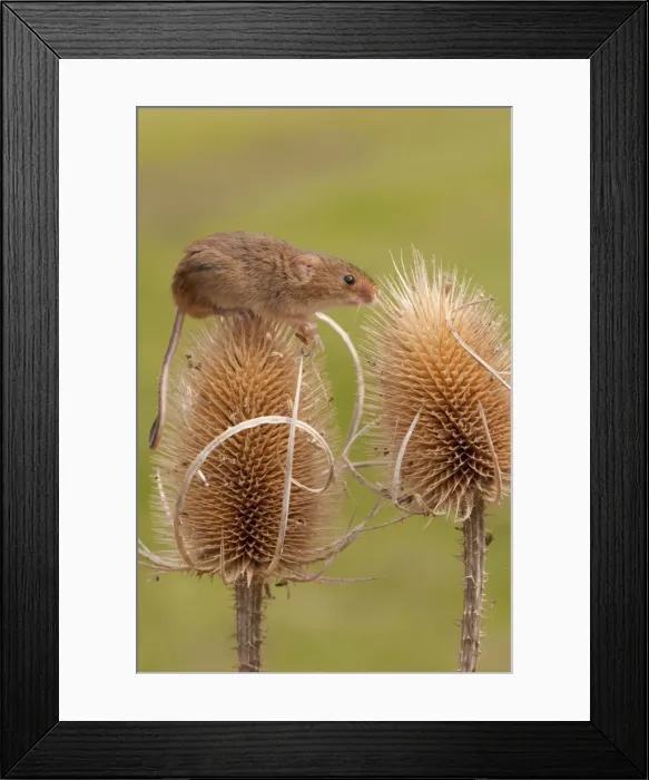Framed Print : Picture No. 10921823 Framed Print : Picture No. 10921823
