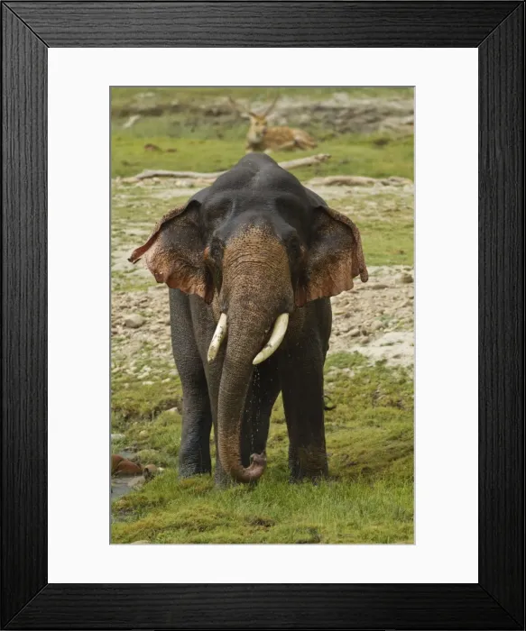 Framed Print : Picture No. 10921837 Framed Print : Picture No. 10921837