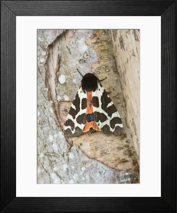 Framed Print : Picture No. 10921820 Framed Print : Picture No. 10921820