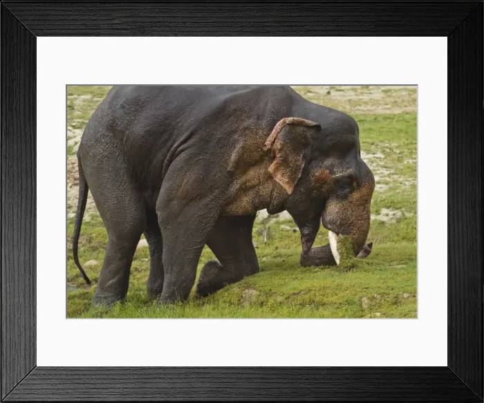 Framed Print : Picture No. 10921836 Framed Print : Picture No. 10921836