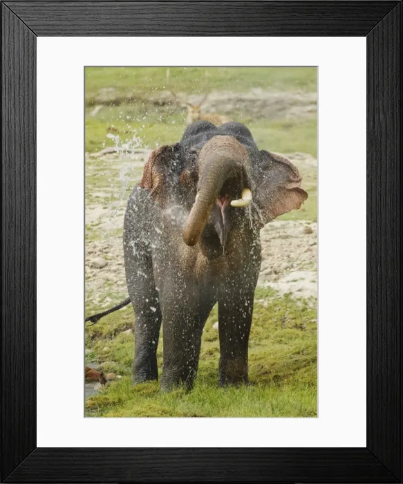 Framed Print : Picture No. 10921839 Framed Print : Picture No. 10921839