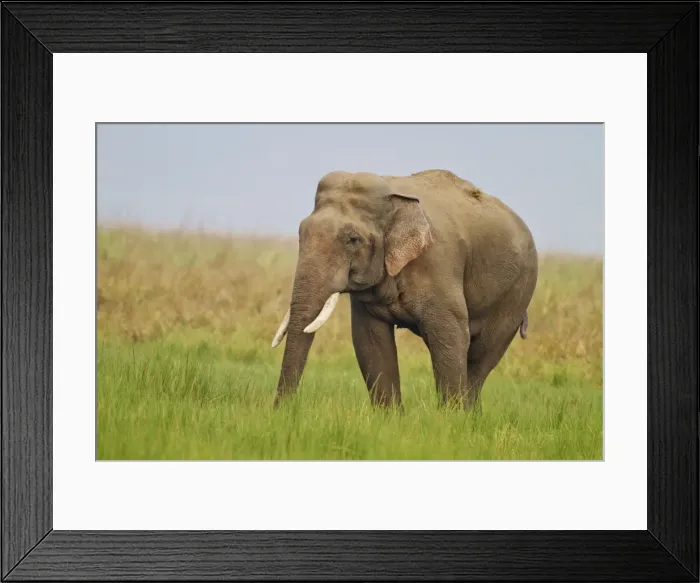 Framed Print : Picture No. 10921844 Framed Print : Picture No. 10921844