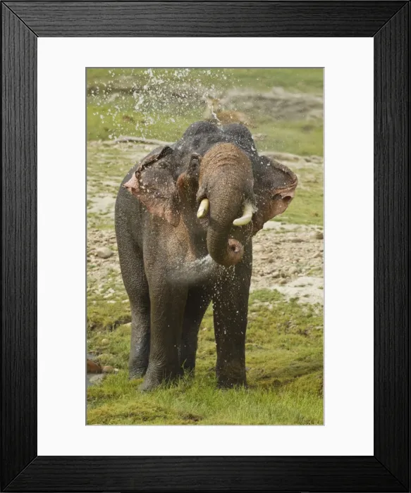 Framed Print : Picture No. 10921842 Framed Print : Picture No. 10921842