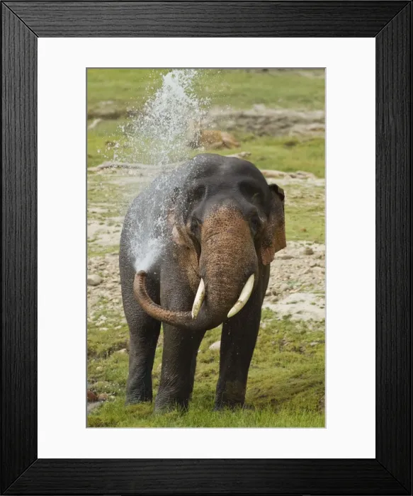 Framed Print : Picture No. 10921841 Framed Print : Picture No. 10921841