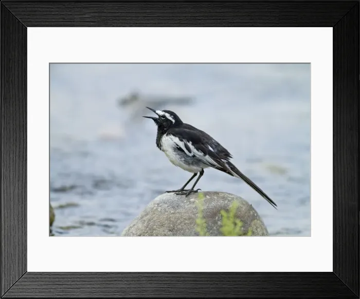 Framed Print : Picture No. 10921848 Framed Print : Picture No. 10921848