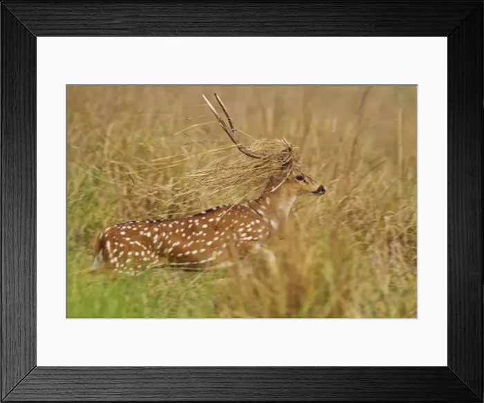 Framed Print : Picture No. 10921847 Framed Print : Picture No. 10921847