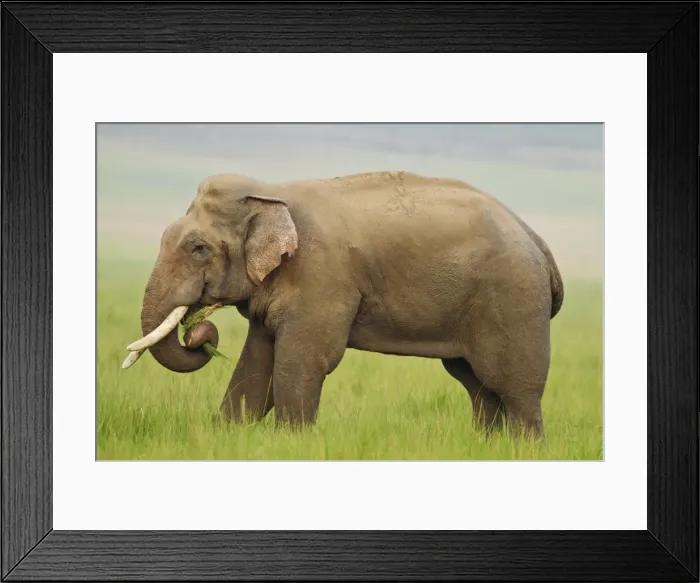 Framed Print : Picture No. 10921846 Framed Print : Picture No. 10921846