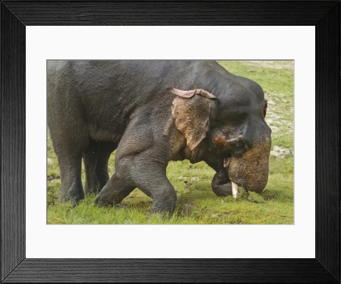 Framed Print : Picture No. 10921843 Framed Print : Picture No. 10921843