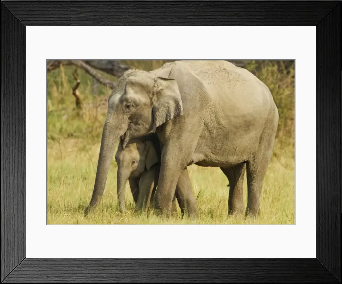Framed Print : Picture No. 10921851 Framed Print : Picture No. 10921851