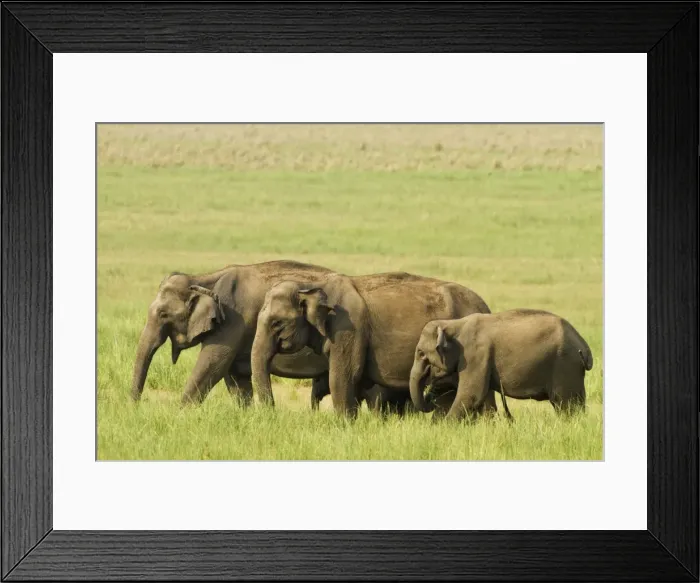 Framed Print : Picture No. 10921858 Framed Print : Picture No. 10921858