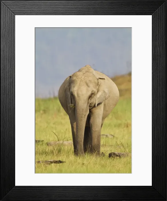 Framed Print : Picture No. 10921850 Framed Print : Picture No. 10921850