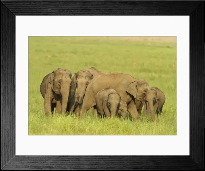 Framed Print : Picture No. 10921859 Framed Print : Picture No. 10921859