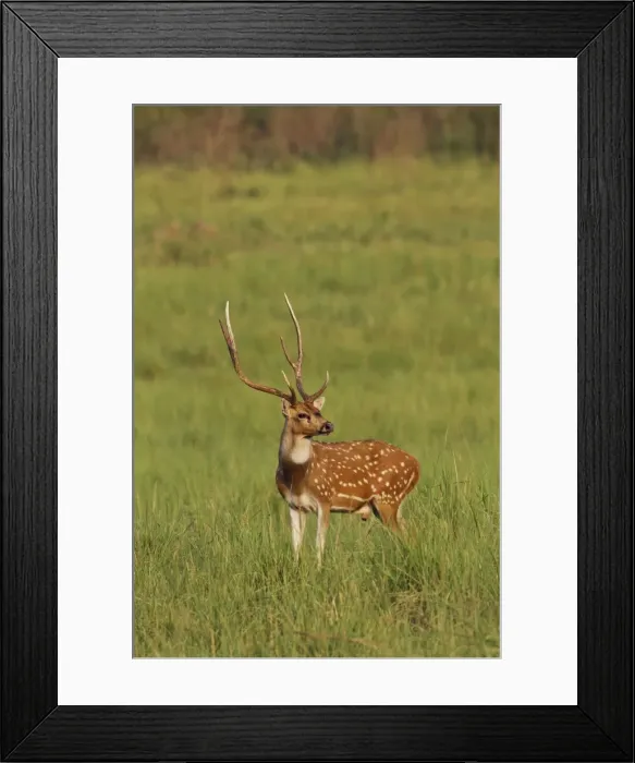 Framed Print : Picture No. 10921863 Framed Print : Picture No. 10921863