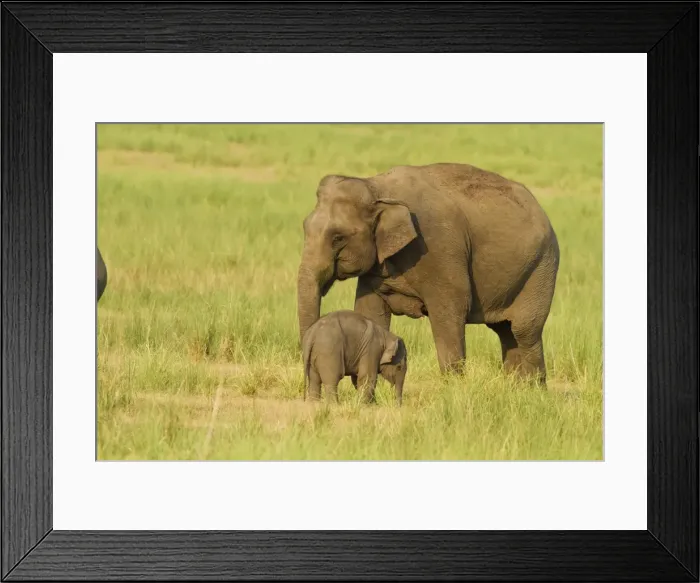 Framed Print : Picture No. 10921860 Framed Print : Picture No. 10921860