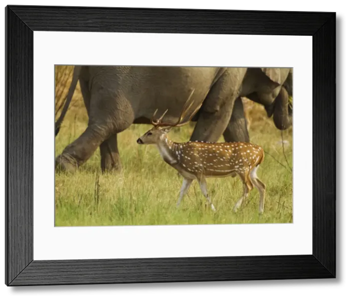 Framed Print : Picture No. 10921857 Framed Print : Picture No. 10921857