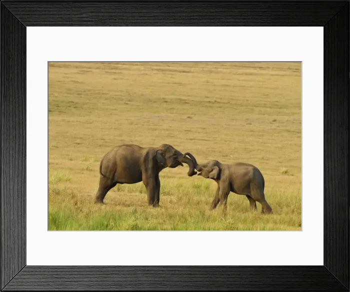 Framed Print : Picture No. 10921864 Framed Print : Picture No. 10921864