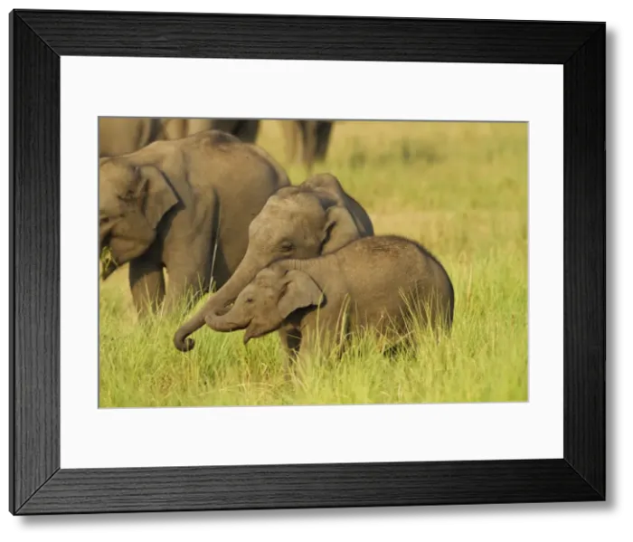Framed Print : Picture No. 10921861 Framed Print : Picture No. 10921861