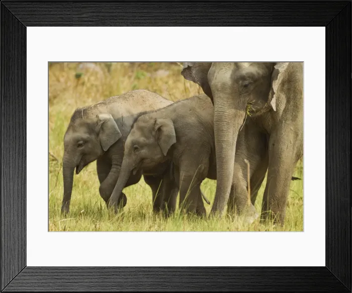 Framed Print : Picture No. 10921856 Framed Print : Picture No. 10921856