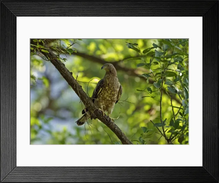 Framed Print : Picture No. 10921869 Framed Print : Picture No. 10921869