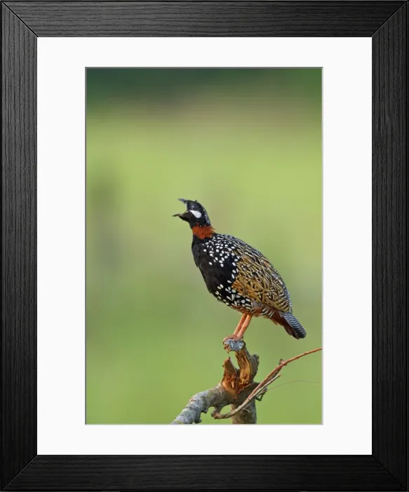 Framed Print : Picture No. 10921870 Framed Print : Picture No. 10921870