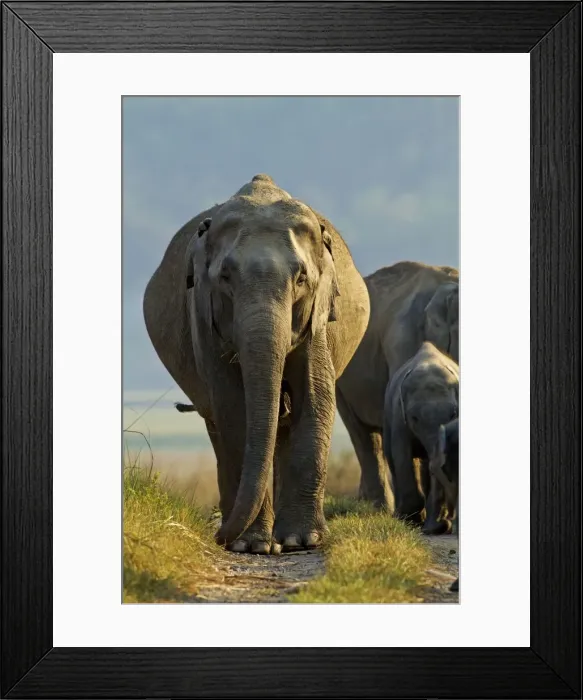 Framed Print : Picture No. 10921868 Framed Print : Picture No. 10921868
