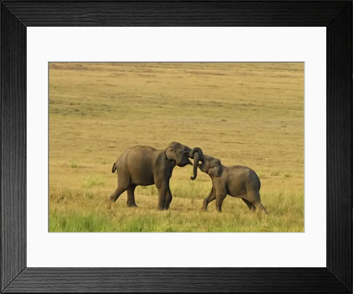Framed Print : Picture No. 10921865
