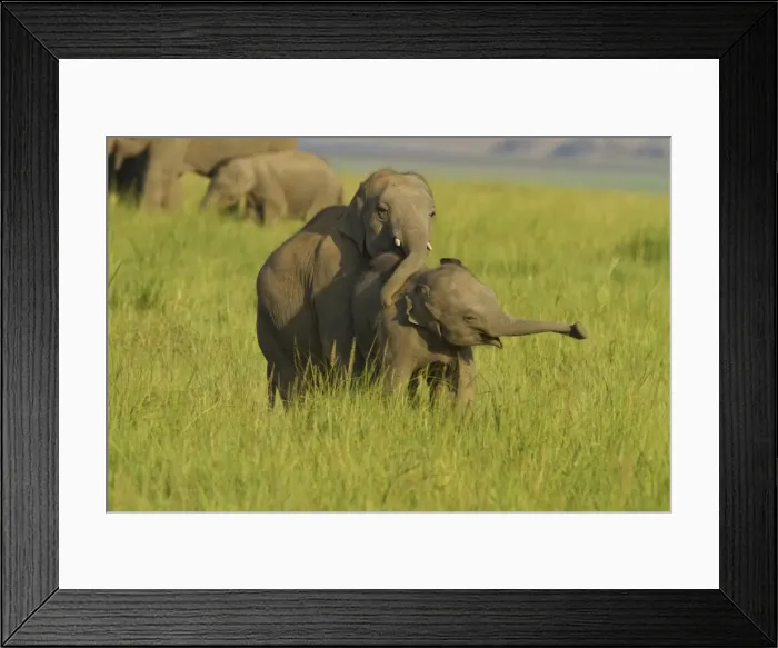 Framed Print : Picture No. 10921872 Framed Print : Picture No. 10921872