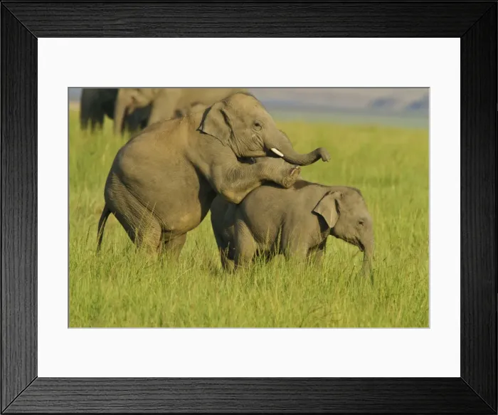 Framed Print : Picture No. 10921873 Framed Print : Picture No. 10921873