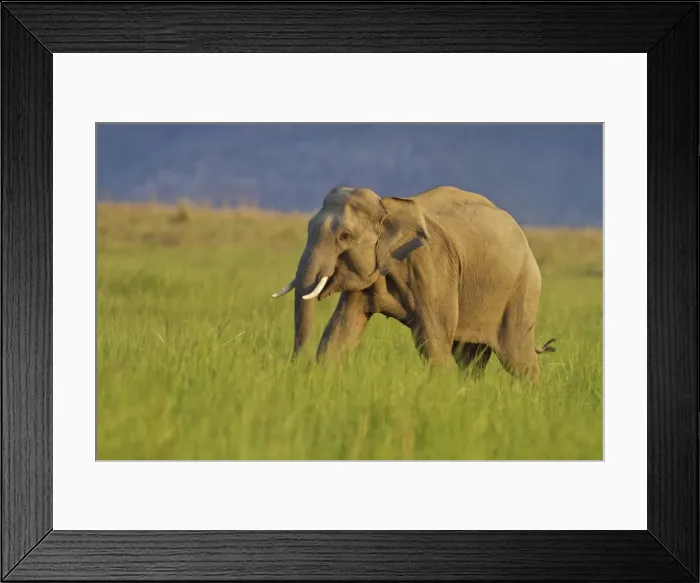 Framed Print : Picture No. 10921867 Framed Print : Picture No. 10921867