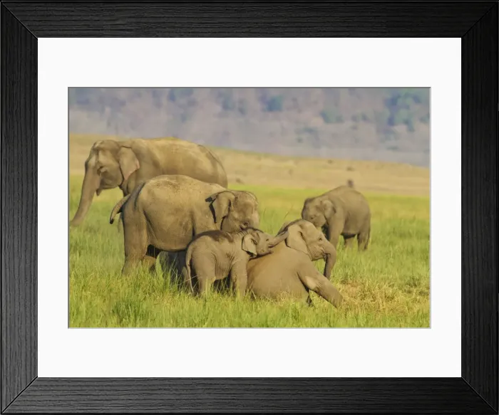 Framed Print : Picture No. 10921874