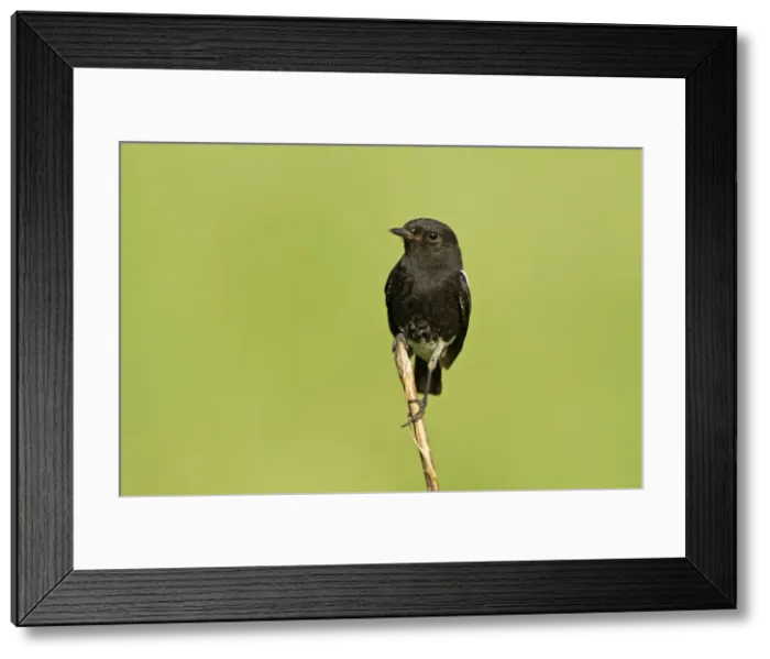 Framed Print : Picture No. 10921879 Framed Print : Picture No. 10921879