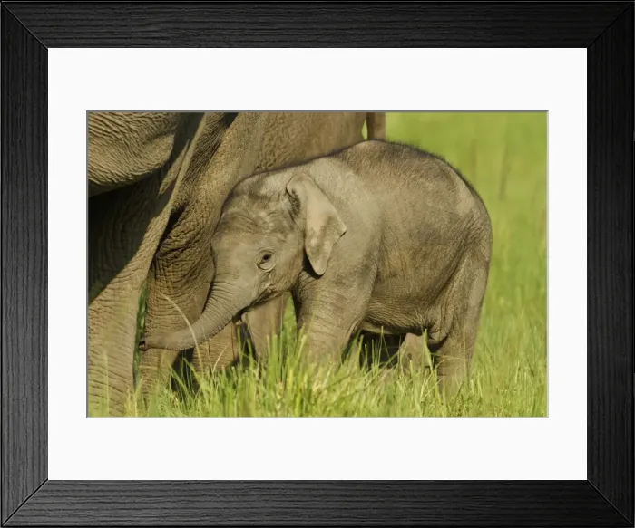 Framed Print : Picture No. 10921882