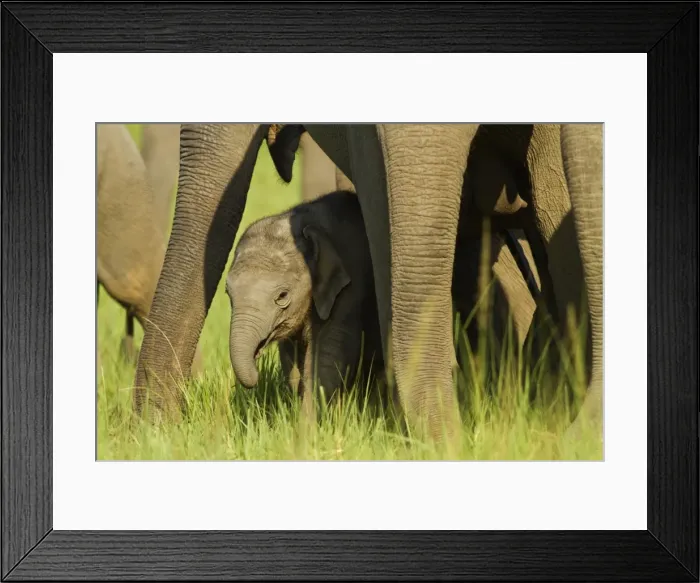 Framed Print : Picture No. 10921883 Framed Print : Picture No. 10921883