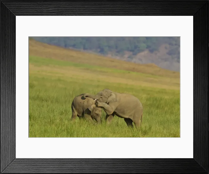 Framed Print : Picture No. 10921878 Framed Print : Picture No. 10921878
