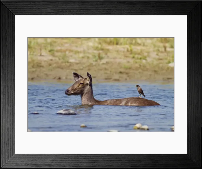 Framed Print : Picture No. 10921884 Framed Print : Picture No. 10921884