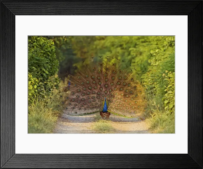 Framed Print : Picture No. 10921887 Framed Print : Picture No. 10921887